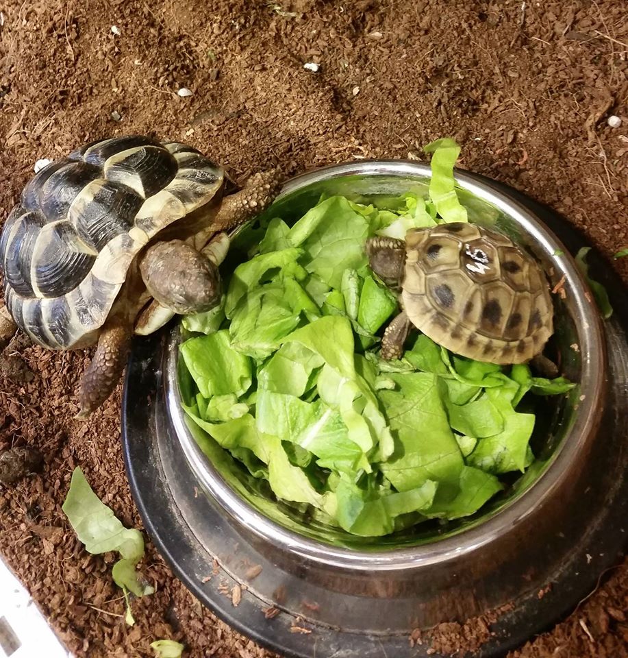 Broscutele testoase - Cum le ingrijim corect