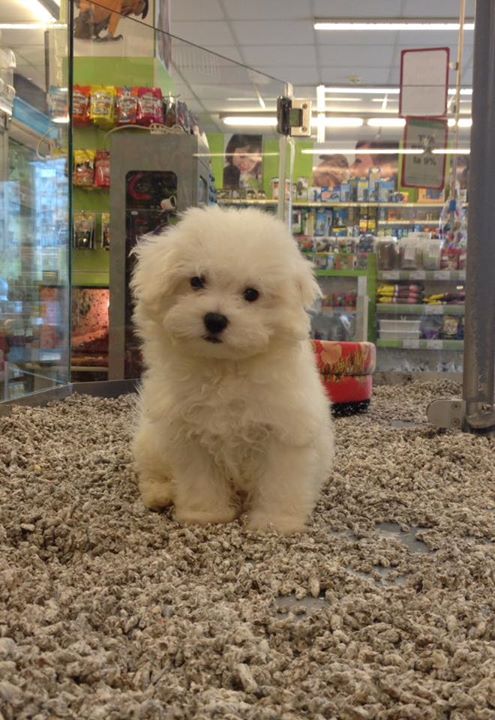 Confortul termic la caini