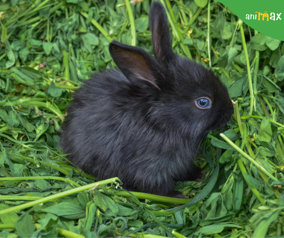 De ce este iepurele un simbol pentru Paște?