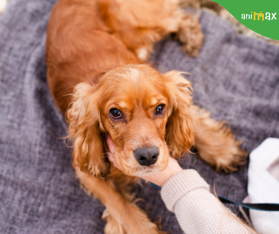 Pancreatita la câini