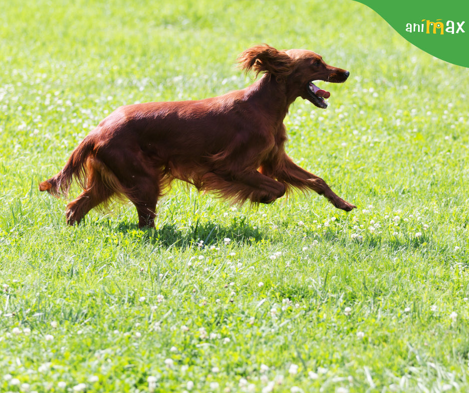 Cât de potrivită este carnea de miel în alimentația câinelui tău