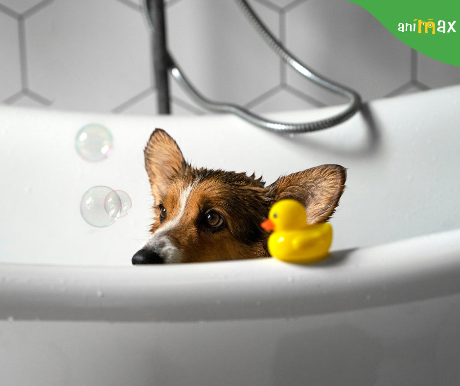 Cât de des este recomandat să imbăiem câinele și pisica?