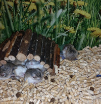 Hamsterii si hibernarea