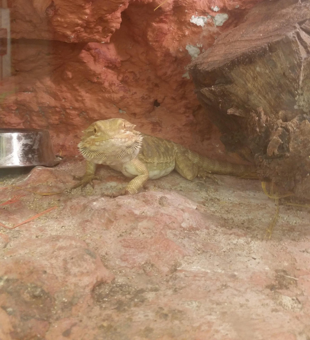 Sfaturi pentru ingrijit reptile cu oase fragile