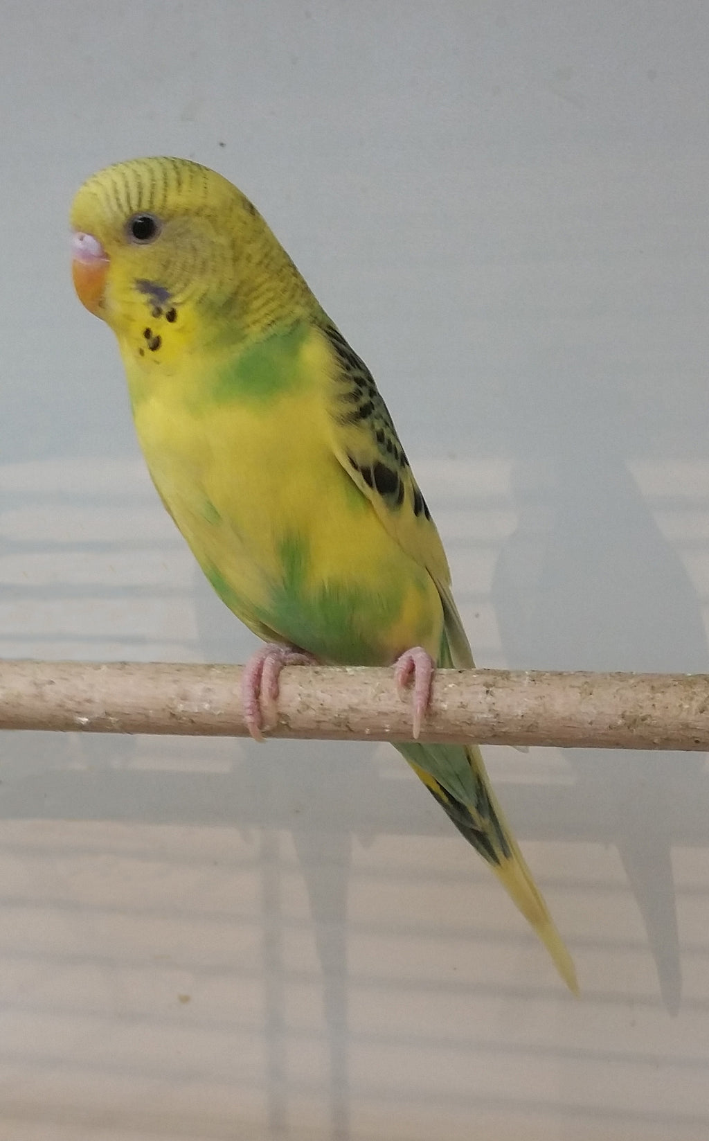 Reproducerea perusilor in captivitate