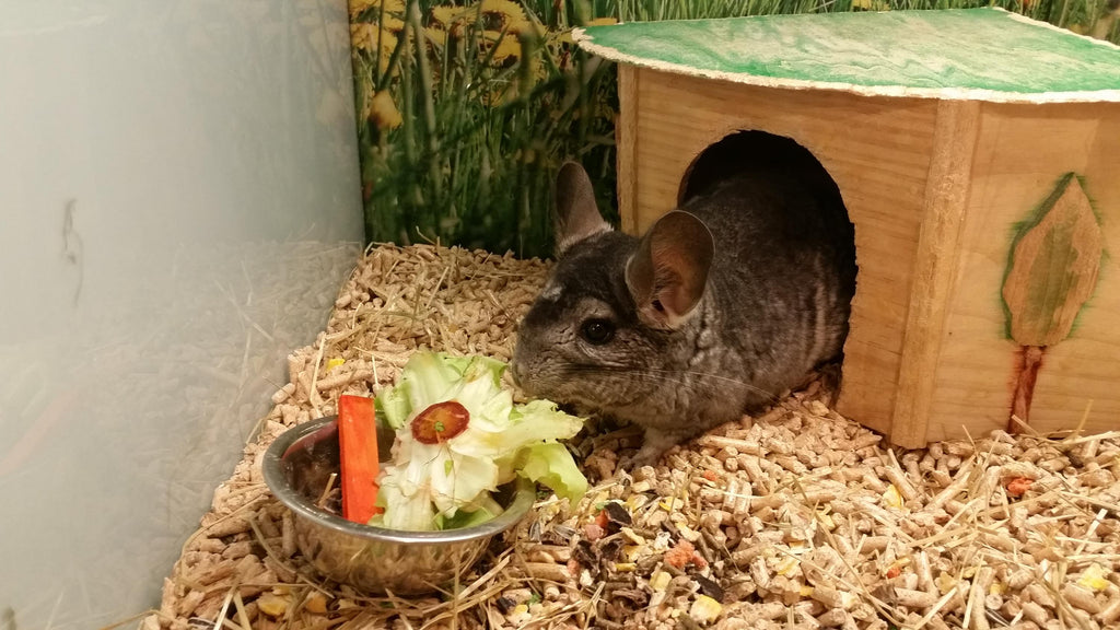 Baia de nisip pentru chinchilla