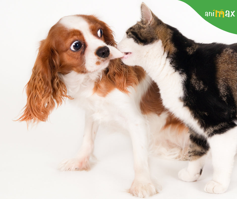 Deparazitarea internă la câine și pisică