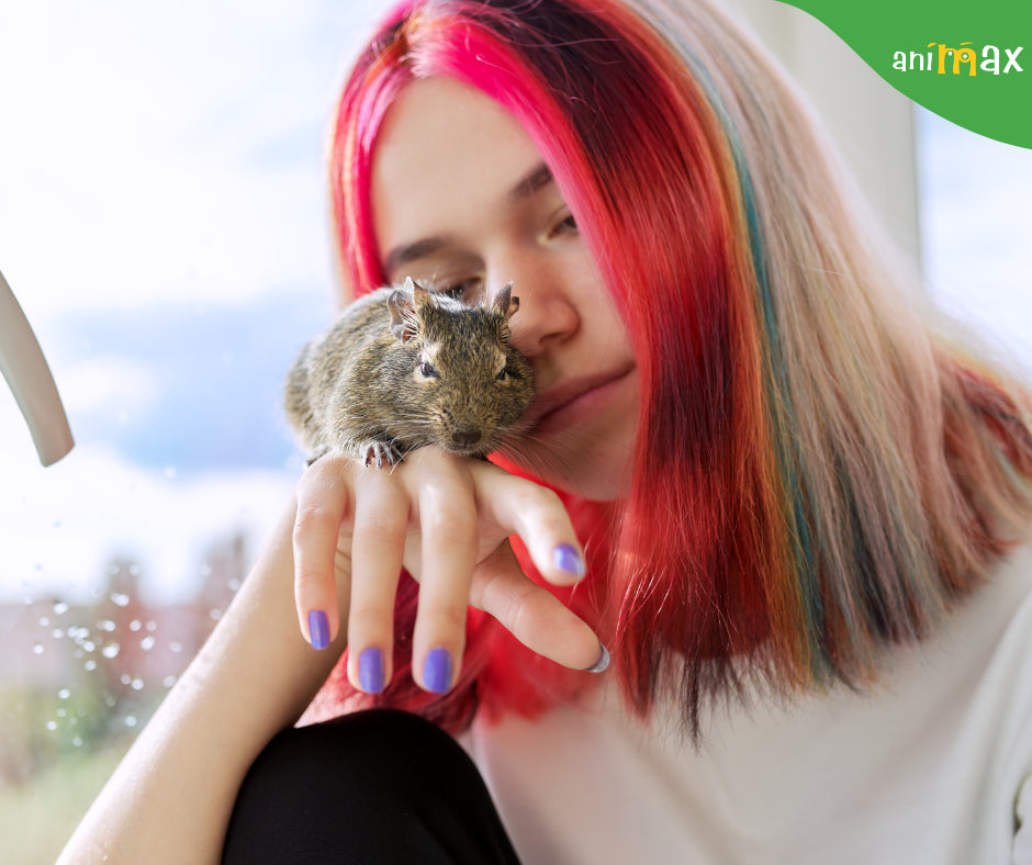 Curiozități despre veverițele Degu