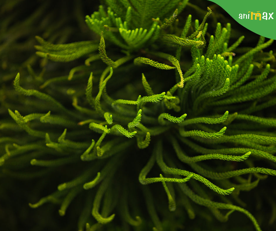 Tot ce trebuie să știi despre alegele din acvariu