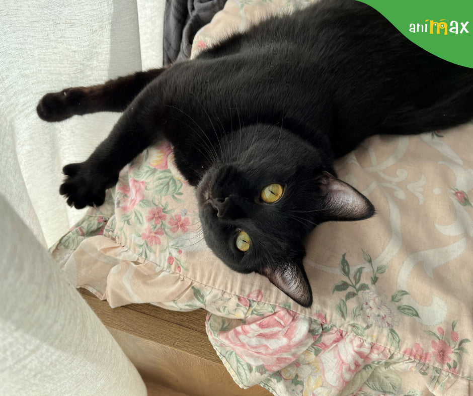 Anxietatea la pisici