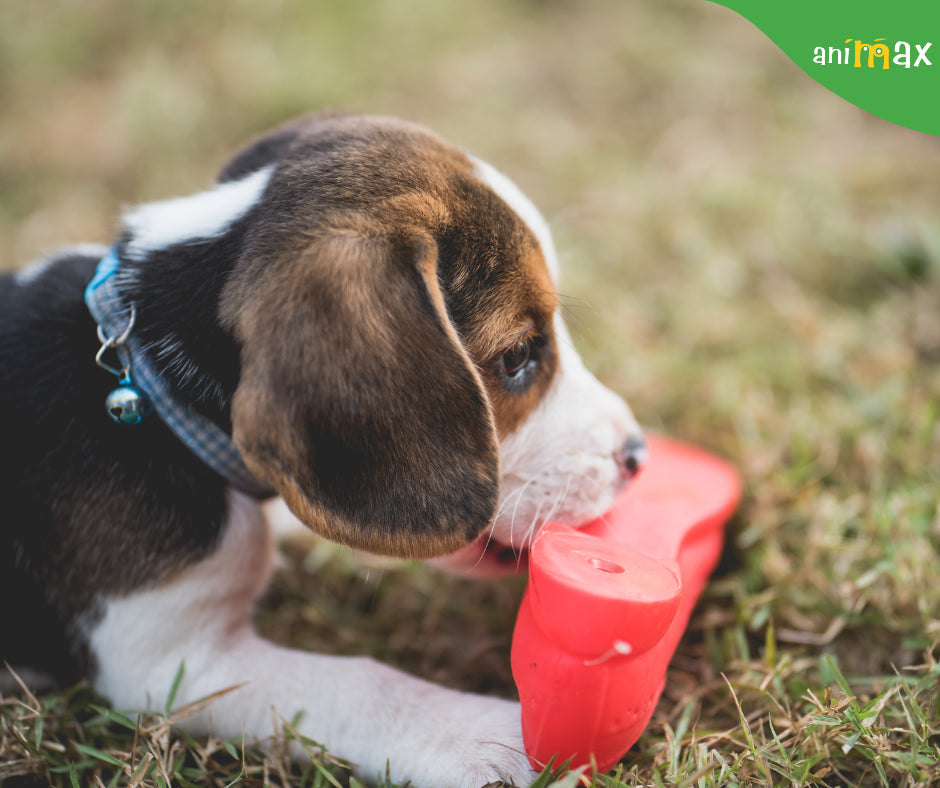 Cum să-ți răcoreșți câinele în timpul verii?