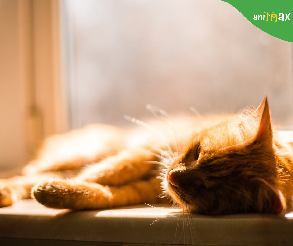 Top 7 pericole pentru pisici pe timpul verii