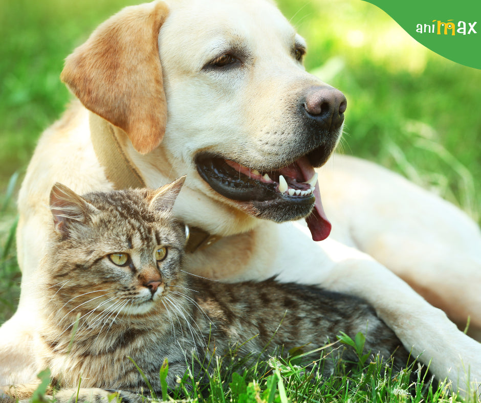 Uleiul de pește în alimentația câinilor și pisicilor