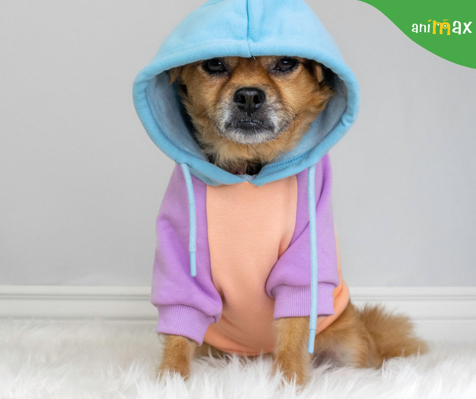 Pregătirea câinilor pentru toamnă