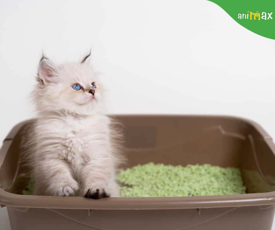 Ingrediente din hrana uscată care influențează sănătatea tractuctului urinar la pisici