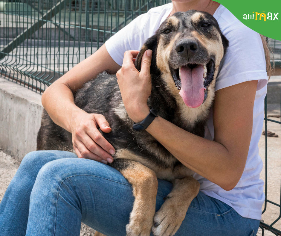 Adoptăm, nu cumpărăm!