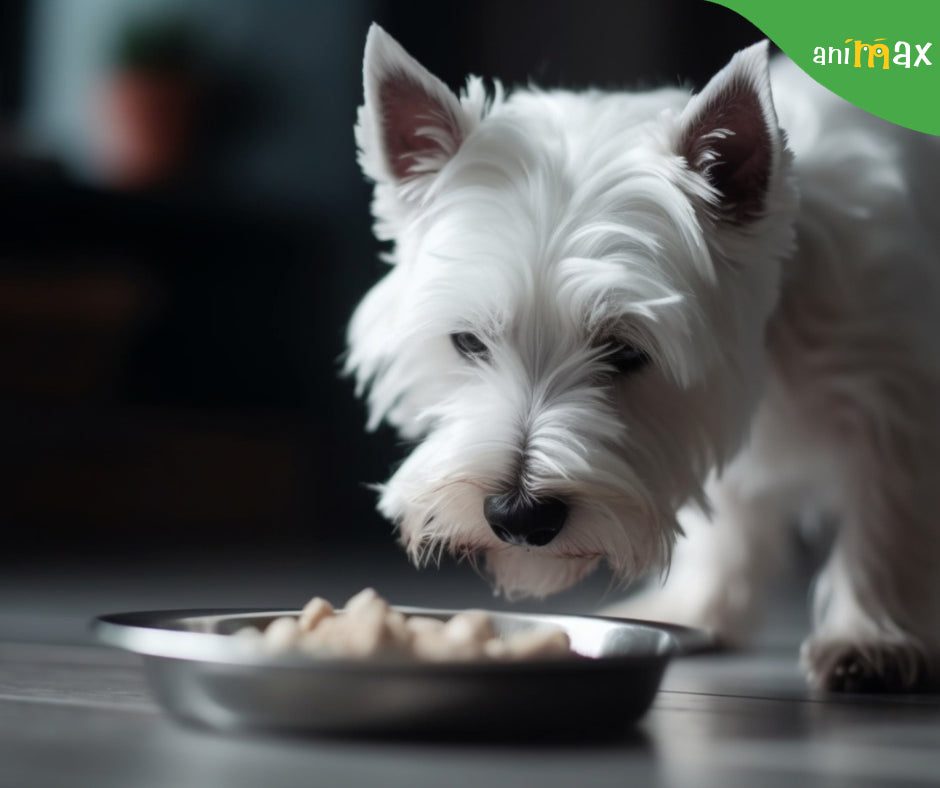 Câinele meu nu mănâncă...