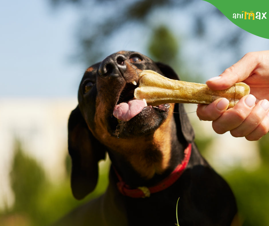 Recompensele în alimentația câinilor
