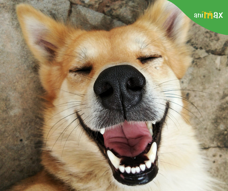 Importanța igienei orale în cazul pisicilor și câinilor