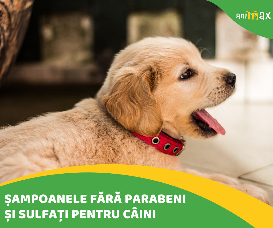 Șampoanele fără parabeni și sulfați pentru câini