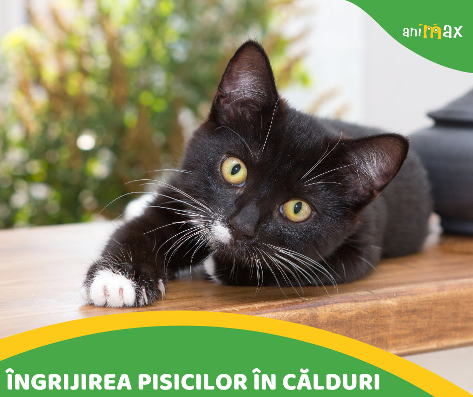 Îngrijirea pisicilor în călduri