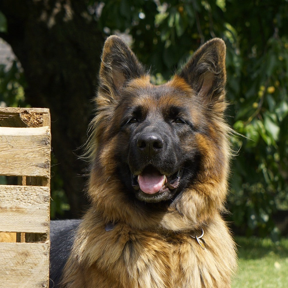 Gestionarea afectiunilor articulare la cainii seniori