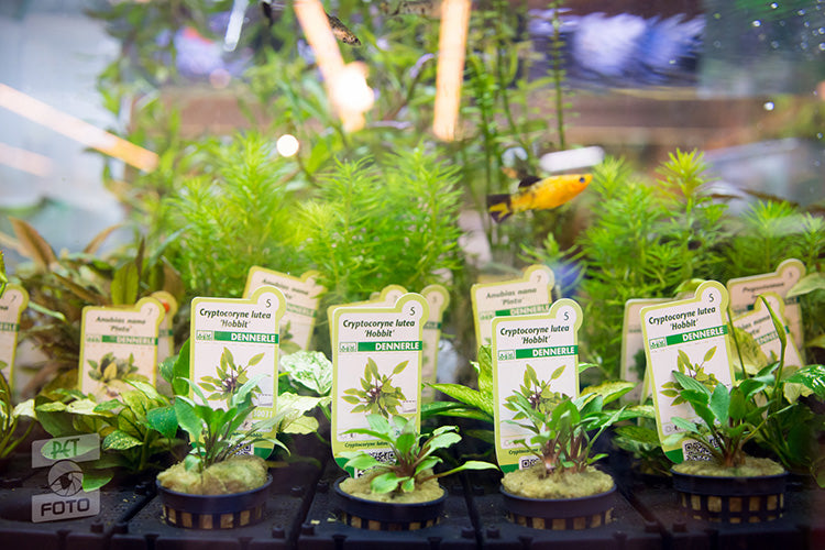 Plantele potrivite pentru acvarii