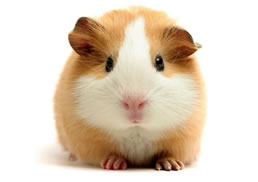 Porcusorul de Guineea – Ghid pentru stapani