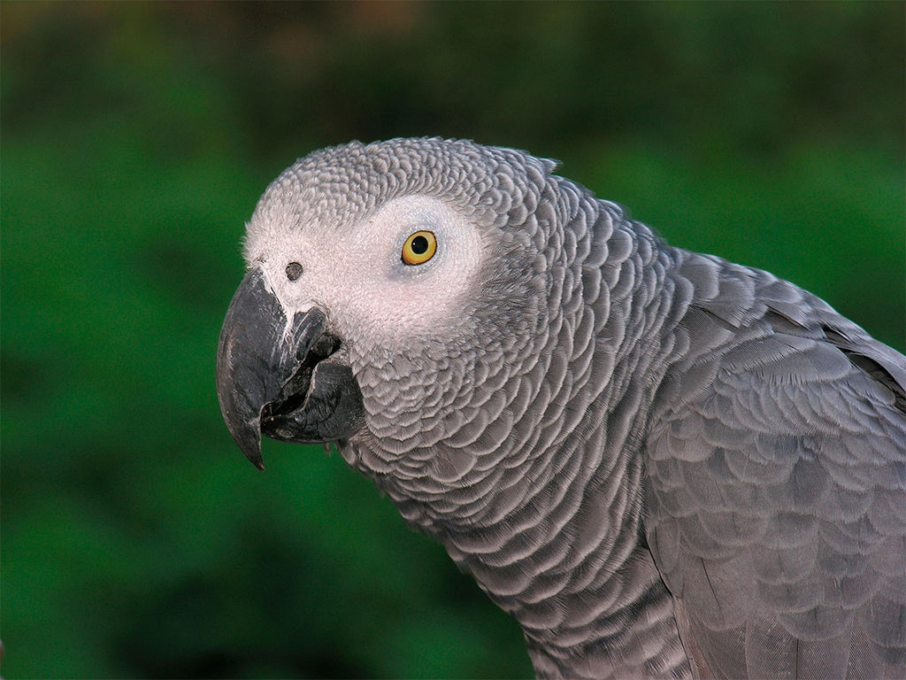 Adaptarea pasarilor exotice: usoara ca pana!