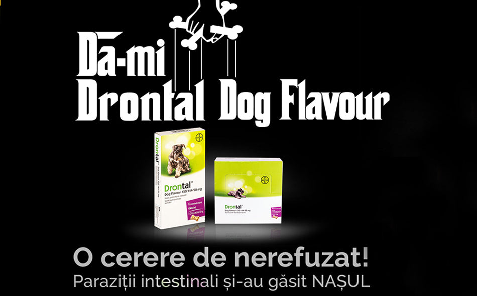 3 pasi simpli de urmat pentru a mentine sanatatea cainelui si a familiei tale