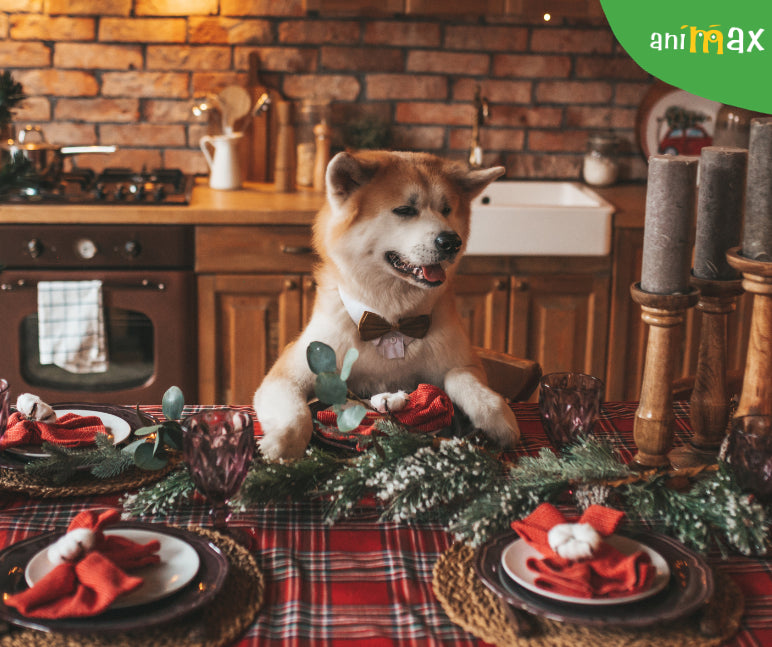 Cum arata masa de Craciun pentru cainele tau