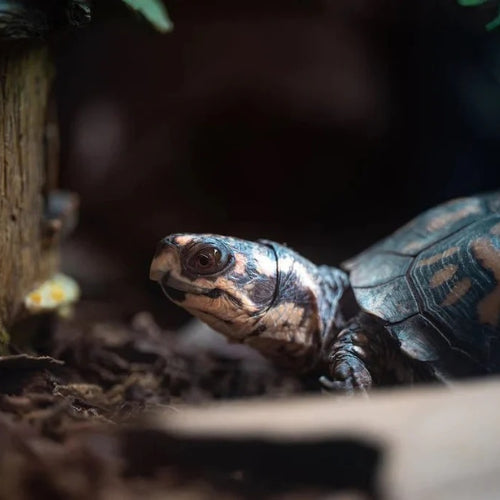 5 lucruri de care au nevoie broscuțele țestoase pentru a rămâne sănătoase în timpul iernii