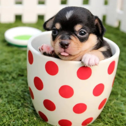 Top 10 lucruri incredibile despre câini