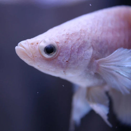 Cel mai răspândit mit despre peștele Betta