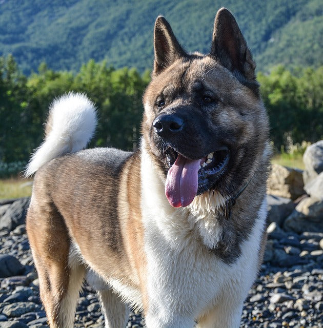 Akita American