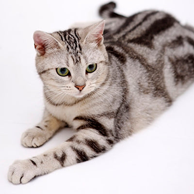 American shorthair