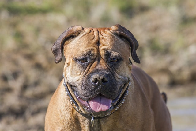 Bullmastiff