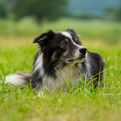 Cum se face deparazitarea externa a animalelor de casa?