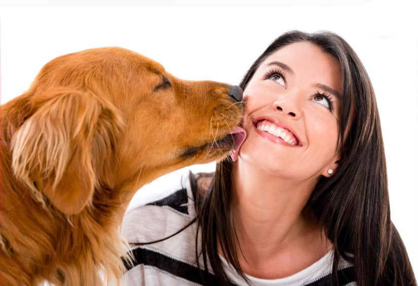 Top 5 pericole la care este expus cainele tau