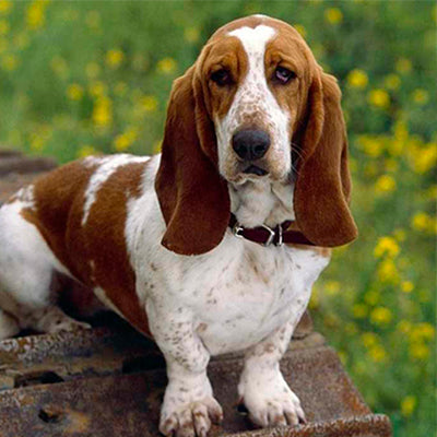 Basset Hound