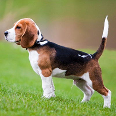 Totul despre Beagle: Ghid complet de îngrijire, temperament și costuri