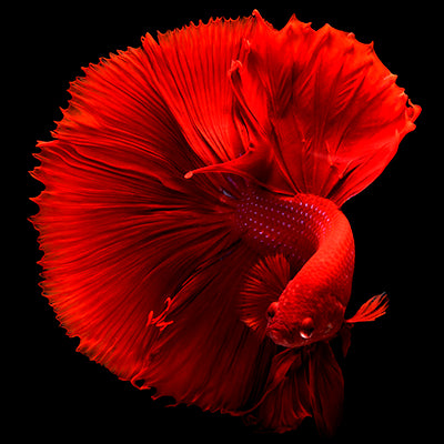 Pesti betta – Ghid de ingrijire