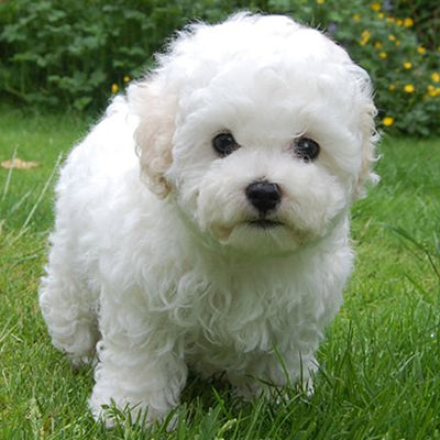 Bichon Bolognez