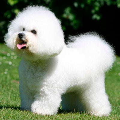 Bichon a Poil Frise