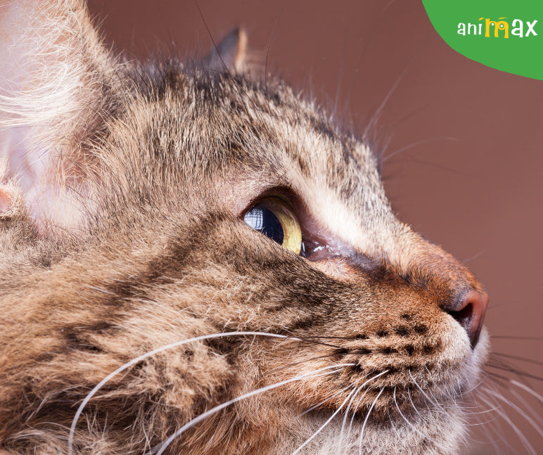 Caderea mustatilor la pisici: ce inseamna si cand ar trebui sa ne ingrijoreze