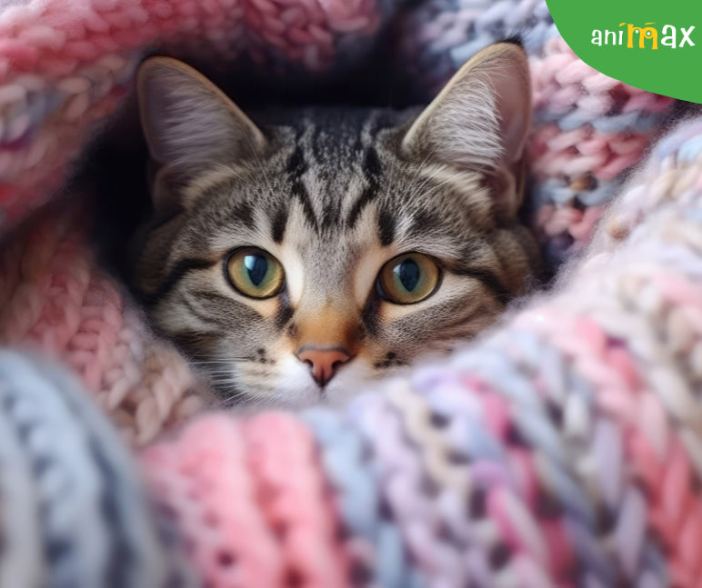 Rezistenta pisicilor la frig: cum fac fata temperaturilor scazute