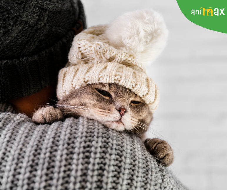 Rezistenta pisicilor la frig