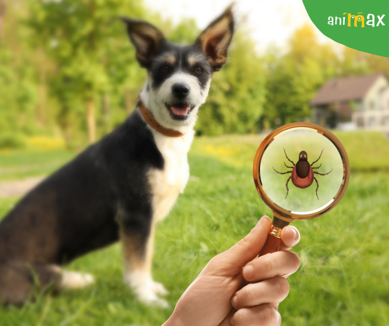 Pericolul capuselor asupra cainilor