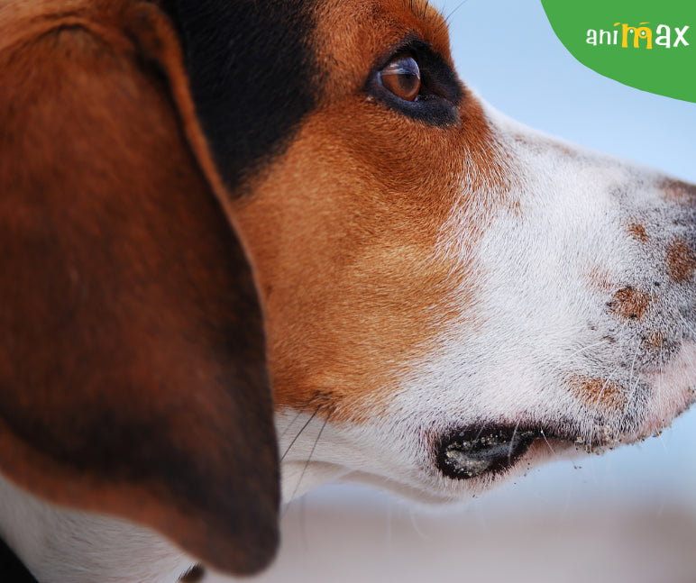 Igiena ochilor in cazul cainilor