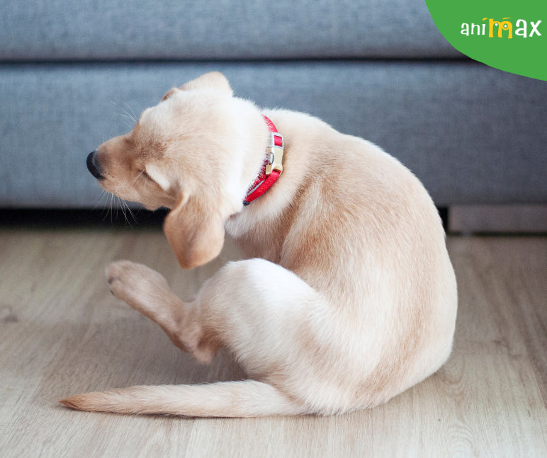 De ce se scarpină câinii în spatele urechilor? Semne și soluții